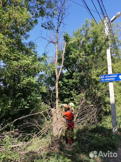 Спилить дерево на участке, спилить ветки