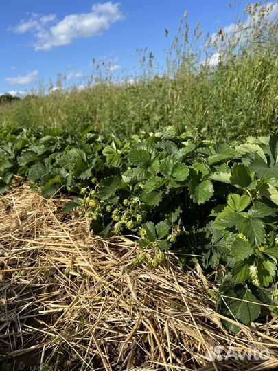 Саженцы клубники