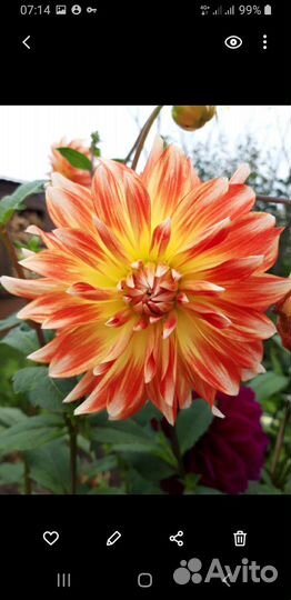 Георгины клубни