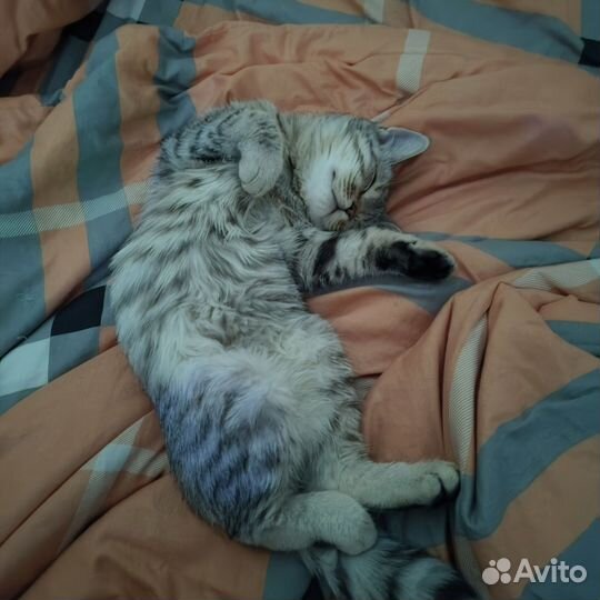 Кошка помесь британской в добрые руки