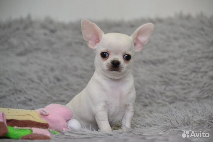 Чихуахуа мальчик