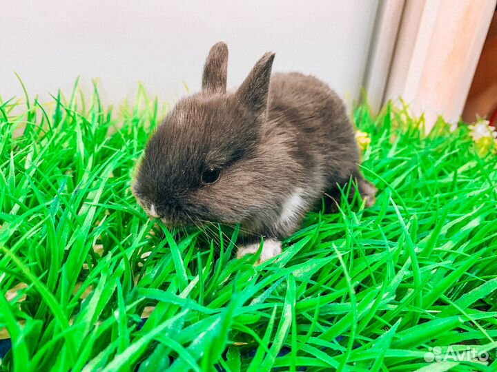 Карликовый кролик - самый маленький