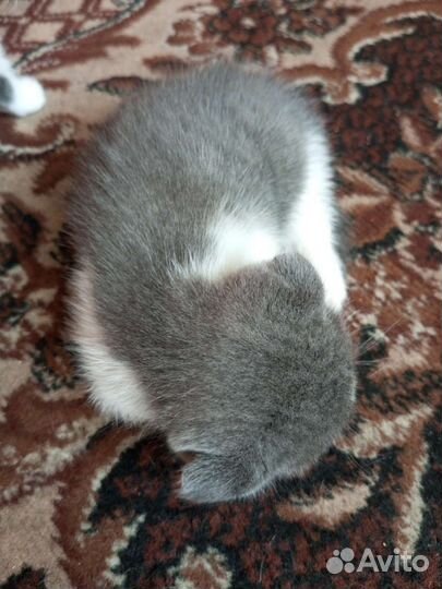 Кошки вислоухие