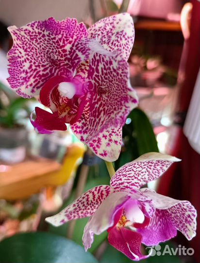 Орхидея фаленопсис бабочка