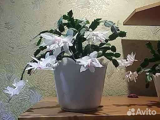 Цветы декабристы