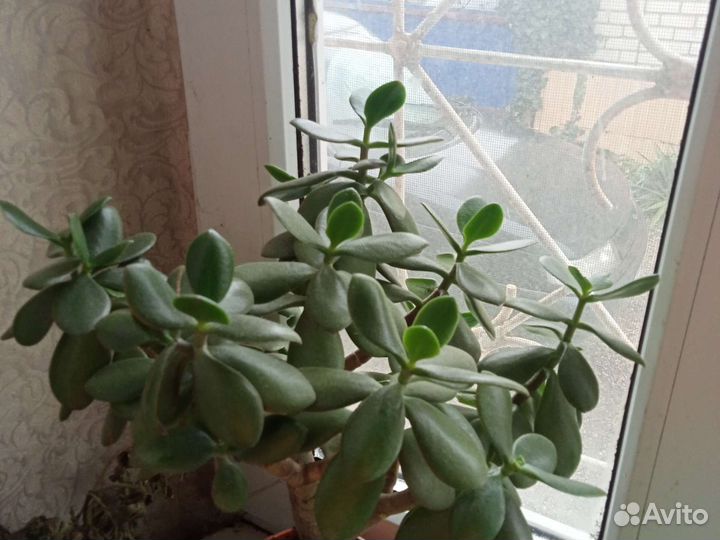 Комнатные и клумбовые цветы