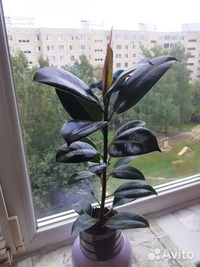 Фикус каучуконосный 0,5м