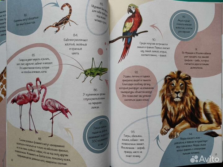 Книги детские новые энциклопедии азбука с окошками