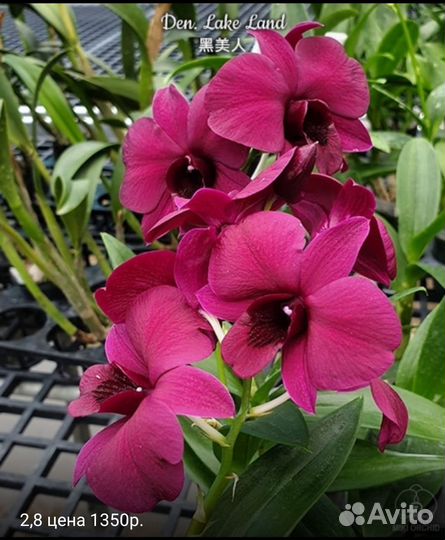 Дендробиум Lake Land, Burana I Blue