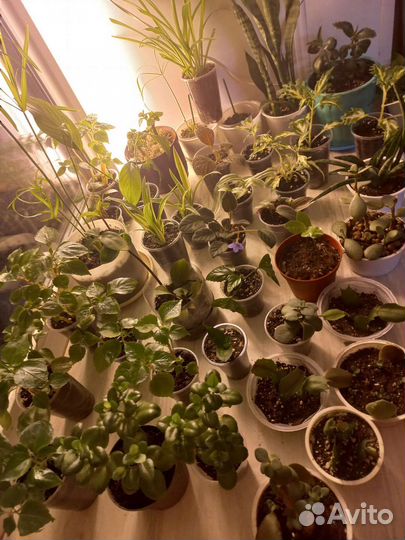 Цветочки растишки