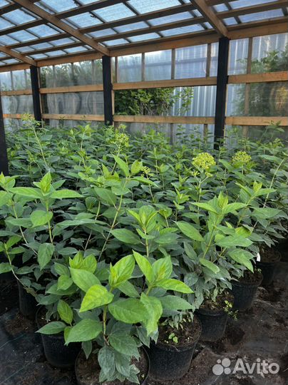 Гортензия лайм лайт