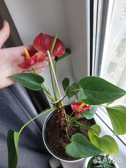 Антуриумы молодые