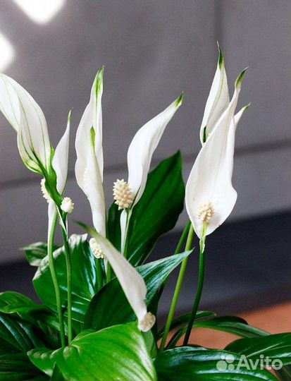 Женское счастье цветок