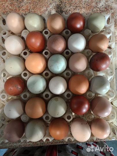Инкубационное яйцо кур