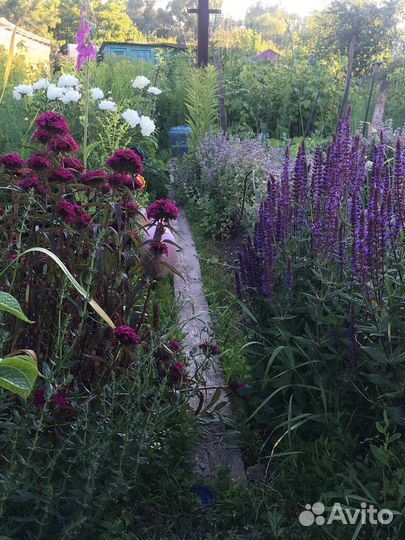 Шалфей дубравный