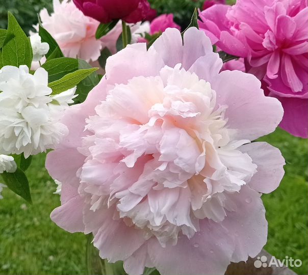 10 сортов махровых пионов корни