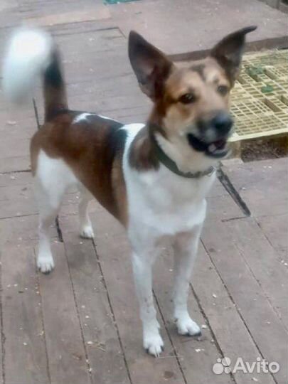 Собакав добрые руки