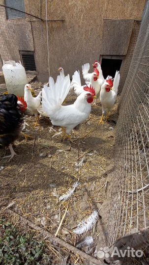 Куры несушки и петухи