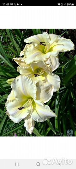 Лилейник Арктик Сноу