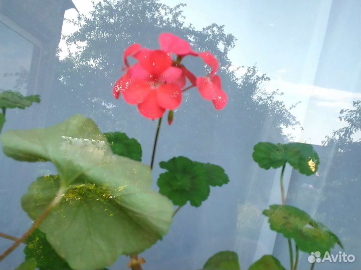 Комнатные растения цветы