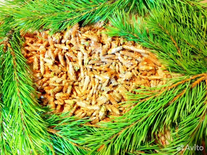 Почки сосны