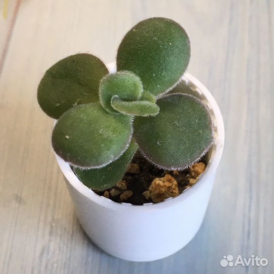 Суккуленты ч 7