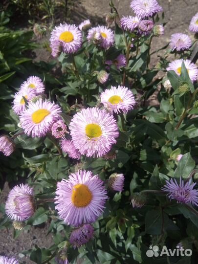 Многолетние: эригерон, пупавка, лаватера