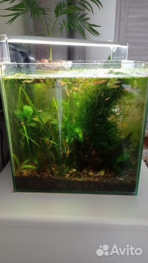 Аквариум