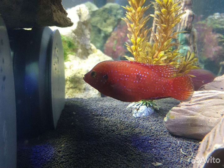 Аквариумные рыбки