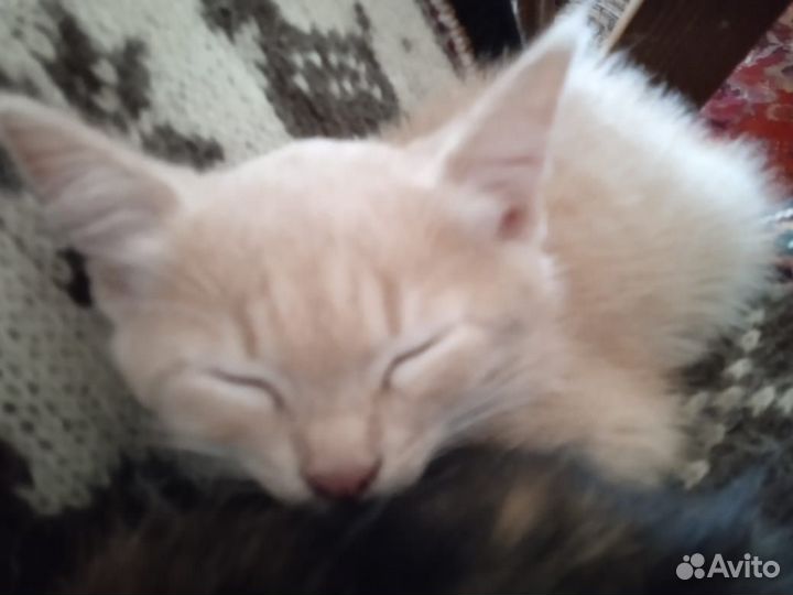 Котик и кошка