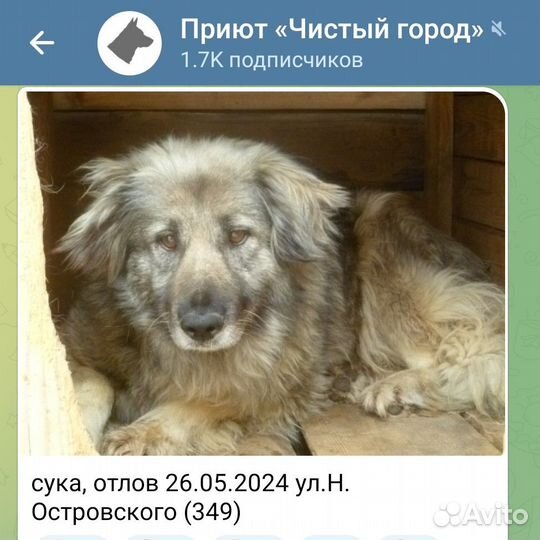 Верные друзья ищут любящих хозяев