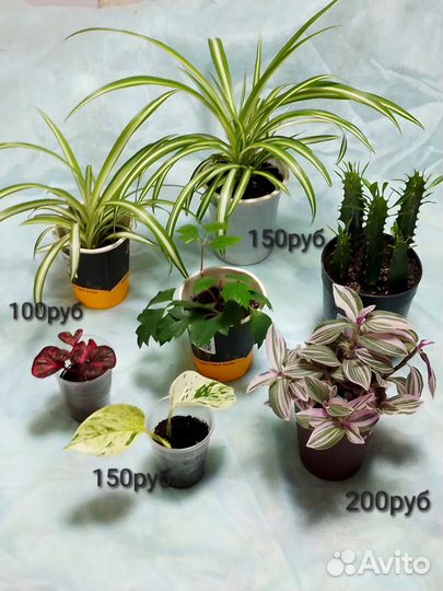 Сциндапсус,хлорофитум