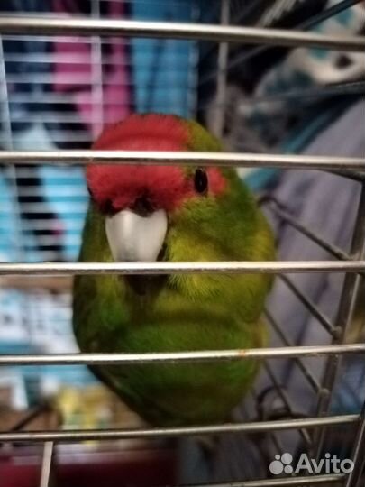 Попугай какарик