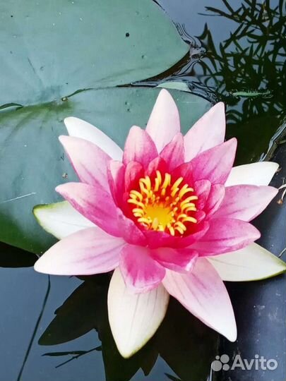 Лилия водная. Нимфея