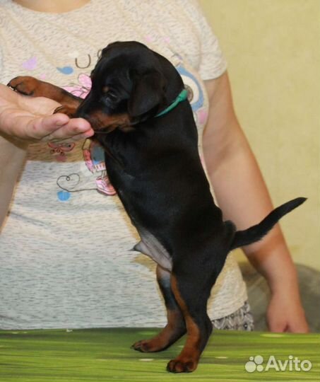 Щенки цвергпинчера