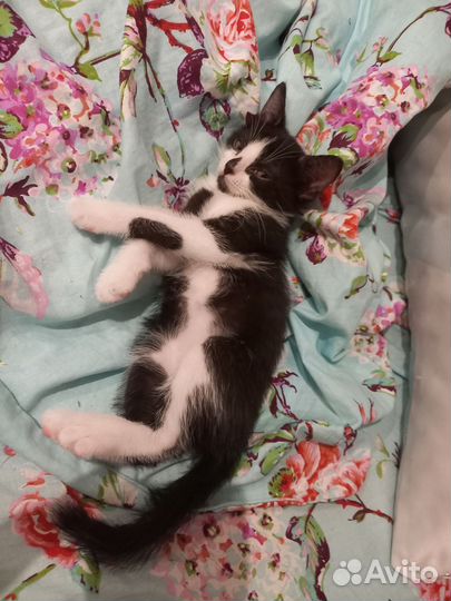 Котята в самые добрые руки