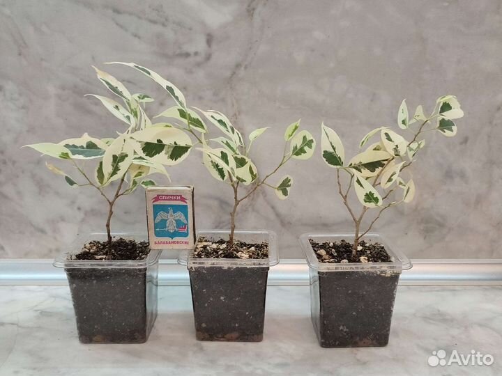 Фикус Бенджамина Твилайт