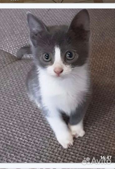 Котята в добрые руки бесплатно