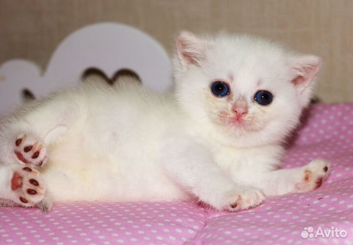 Котята золотые и серебристые шиншиллы