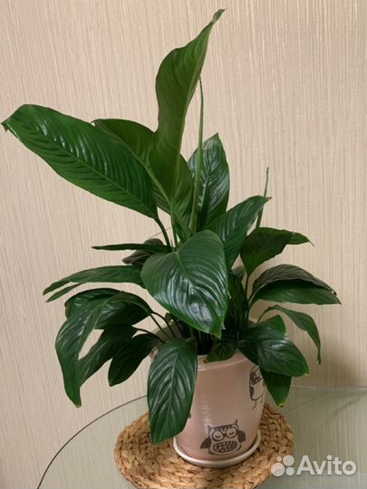 Комнатные растения