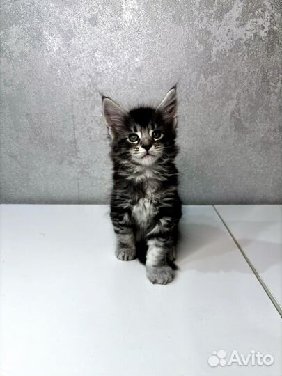 Котята мейн-кун