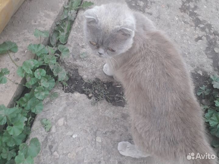 Кошка и котята