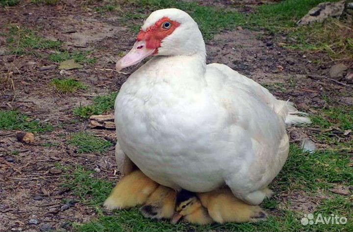 Индоутка с утятами