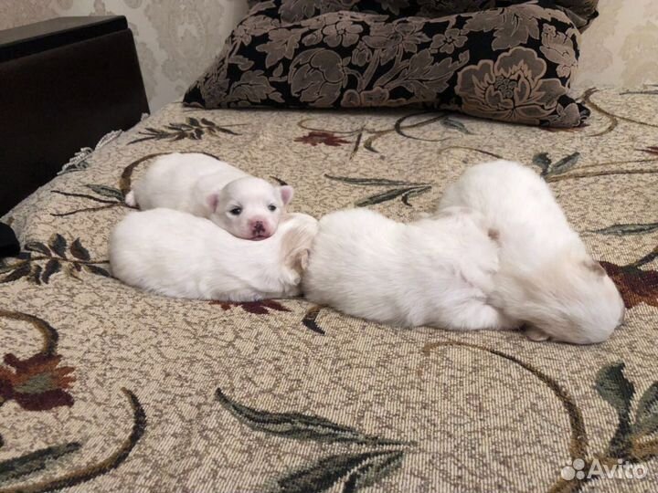 Вязка,немецкий шпиц