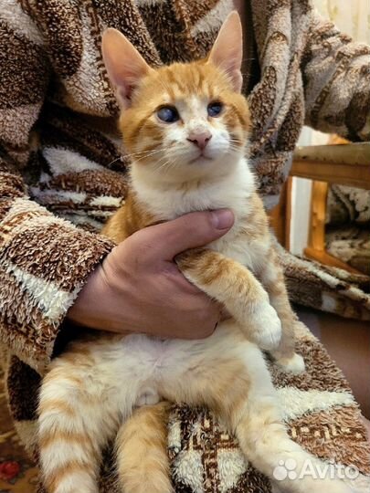 Слепой котенок