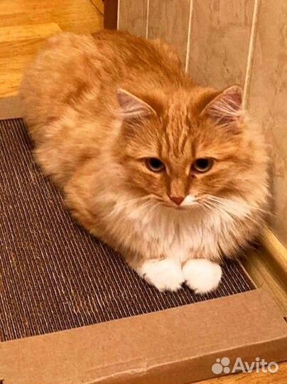 Волшебная Алиса, рыжее облако