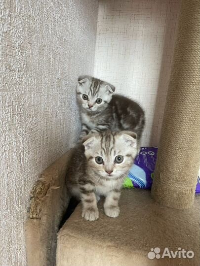 Шотландские котята