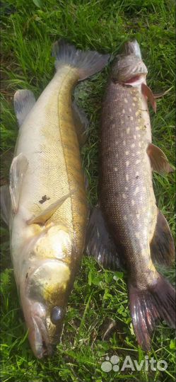 Calibra 75S от Bear King и Grows Culture. Новые