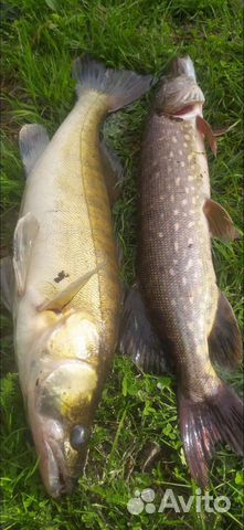 Calibra 75S от Bear King и Grows Culture. Новые