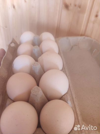 Инкубационное яйцо бройлера Кобб 700